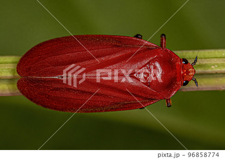 Adult Red Froghopper Insect 96858774
