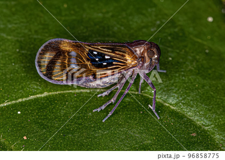 Adult Small Planthopper Insect 96858775