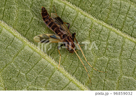 Adult Non-biting Midge 96859032