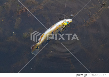 Peacock Bass Fish Peacock Bass Fish 96859037