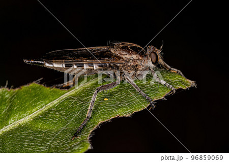 Adult Robber Fly Adult Robber Fly 96859069