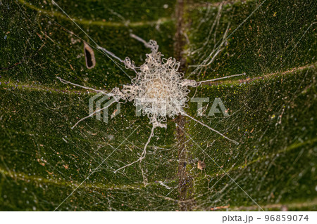 spider egg sac 96859074