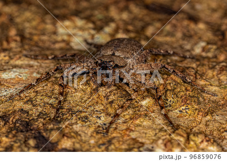 Small Crescent-eyed Spider 96859076