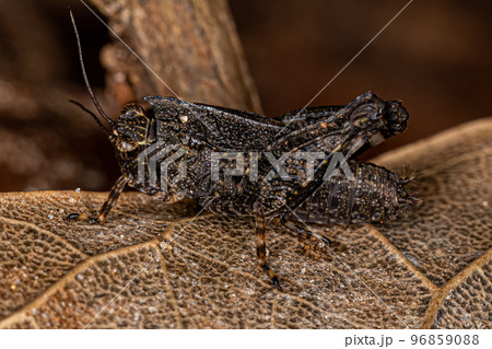 Pygmy Grasshopper Nymph 96859088