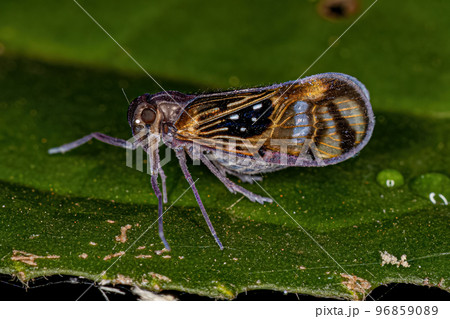 Adult Small Planthopper Insect 96859089