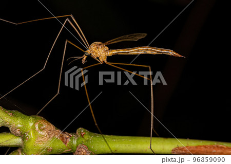 Adult Limoniid Crane Fly Adult Limoniid Crane Fly 96859090