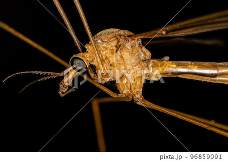 Adult Limoniid Crane Fly Adult Limoniid Crane Fly 96859091
