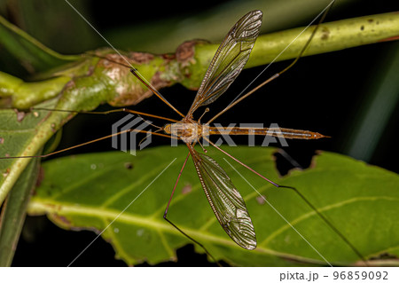 Adult Limoniid Crane Fly Adult Limoniid Crane Fly 96859092