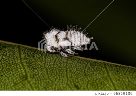 Typical Treehoppers nymph Typical Treehoppers nymph 96859106