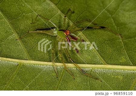 Adult Male Translucent Green Jumping Spider Adult Male Translucent Green Jumping Spider 96859110