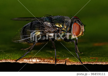 Adult Blow Fly Adult Blow Fly 96859111
