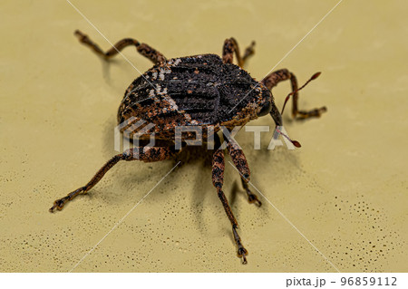 Adult True Weevil 96859112
