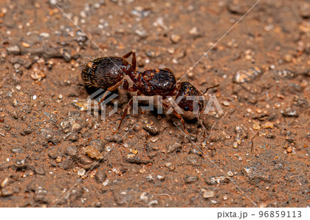 Adult Female Big-headed Ant Queen 96859113