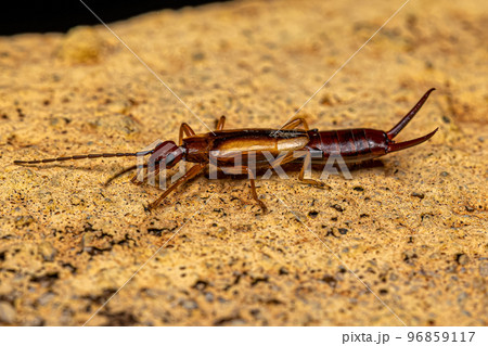 Adult Common Earwig Adult Common Earwig 96859117