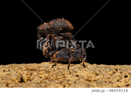 Adult True Weevils Adult True Weevils 96859118