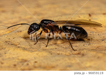 Adult Female Six Spotted Carpenter Queen Ant 96859119