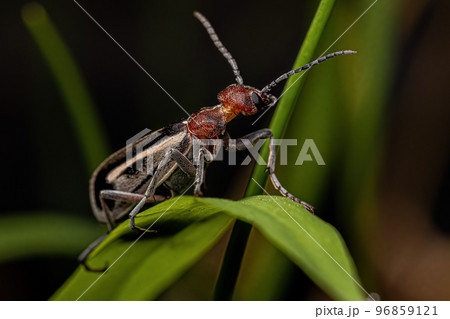 Adult Burning Blister Beetle 96859121