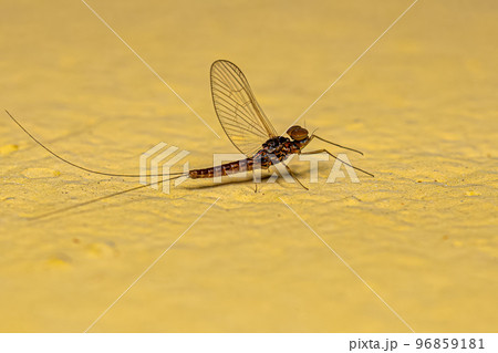 Adult Male Mayfly Insect Adult Male Mayfly Insect 96859181