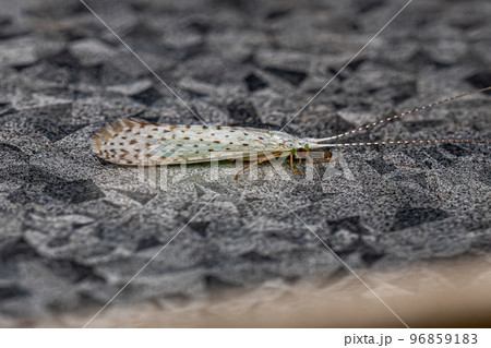 Adult Caddisfly Insect Adult Caddisfly Insect 96859183