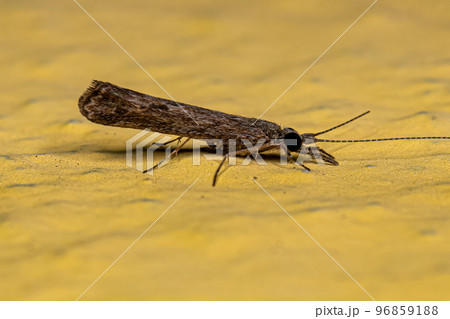 Adult Caddisfly Insect Adult Caddisfly Insect 96859188