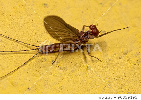 Adult Male Prong-gilled Mayfly Adult Male Prong-gilled Mayfly 96859195