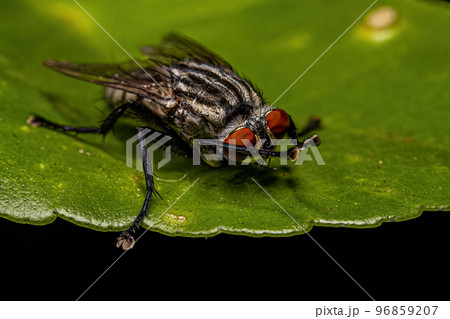 Adult Flesh Fly 96859207