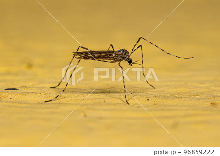 Adult Limoniid Crane Fly Adult Limoniid Crane Fly 96859222