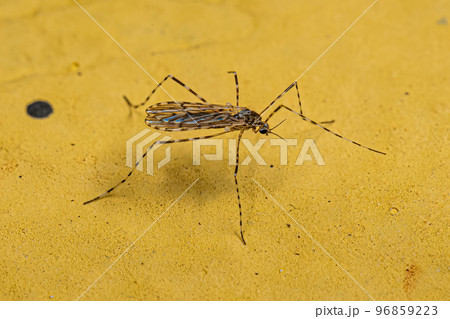 Adult Limoniid Crane Fly Adult Limoniid Crane Fly 96859223