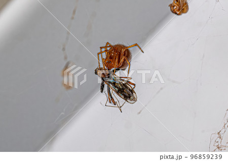 Red House Spider Red House Spider 96859239
