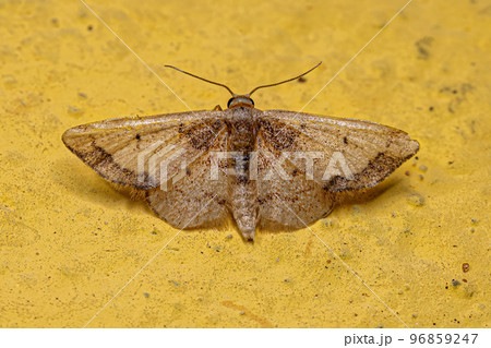 Adult Geometer Moth 96859247