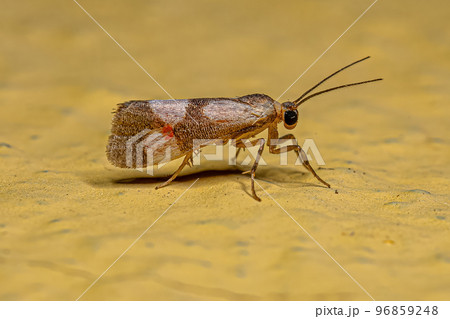 Adult Lichen Moth 96859248