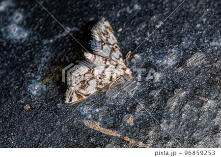 Adult Crambid Moth 96859253