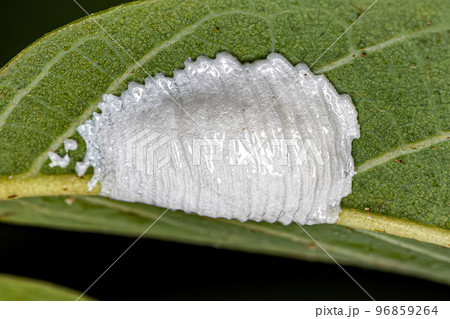 Brochosomes for eggs of insects Brochosomes for eggs of insects 96859264