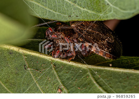 Adult Female Stink bug protecting eggs and nymphs 96859265