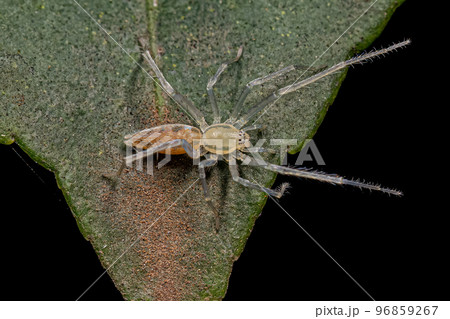 Small Ghost Spider 96859267