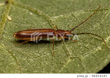 Adult Typical Longhorn Beetle Adult Typical Longhorn Beetle 96859285