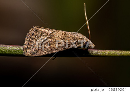 Adult Moth Insect Adult Moth Insect 96859294