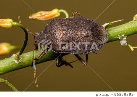 Adult Stink Bug 96859295