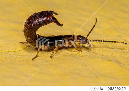 Small Common Earwig Small Common Earwig 96859296