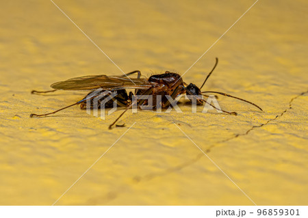 Adult Male Winged Carpenter Ant 96859301