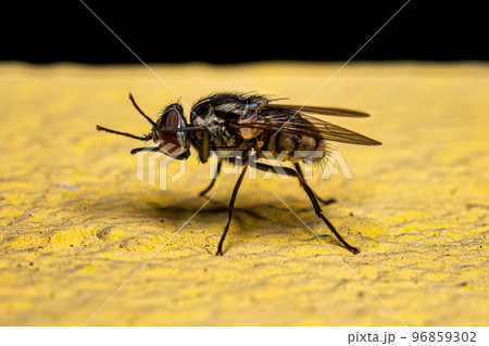 Adult House Fly Adult House Fly 96859302