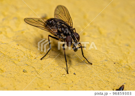 Adult House Fly 96859303