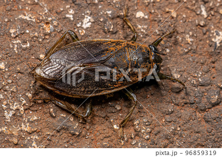 Adult Giant Water Bug Adult Giant Water Bug 96859319