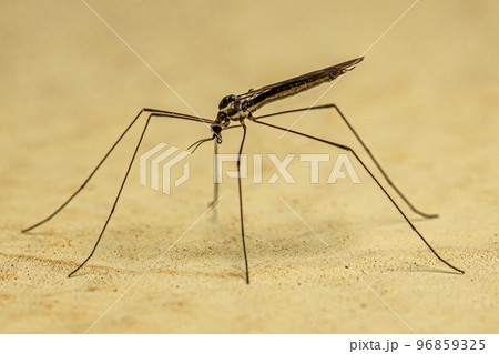 Adult Limoniid Crane Fly Adult Limoniid Crane Fly 96859325