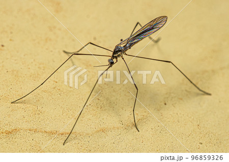 Adult Limoniid Crane Fly Adult Limoniid Crane Fly 96859326