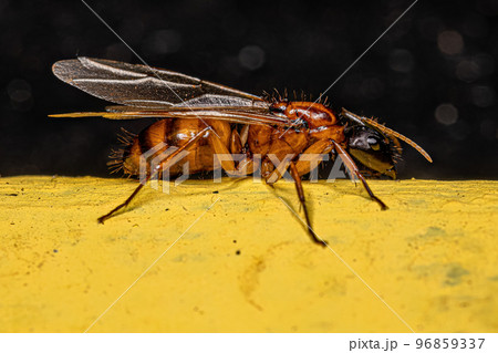 Adult Female Carpenter Queen Ant Adult Female Carpenter Queen Ant 96859337