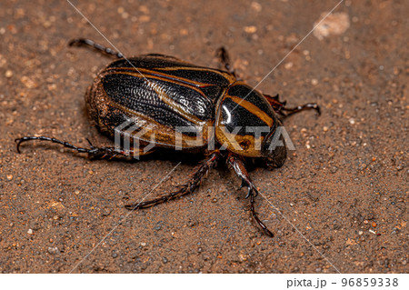 Adult Masked Chafer 96859338