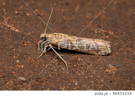 Adult Moth Insect 96859339