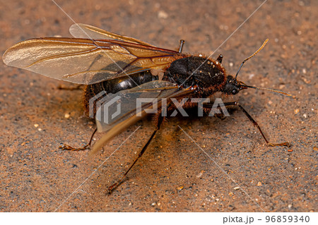 Adult Male Winged Atta Leaf-cutter Ant 96859340