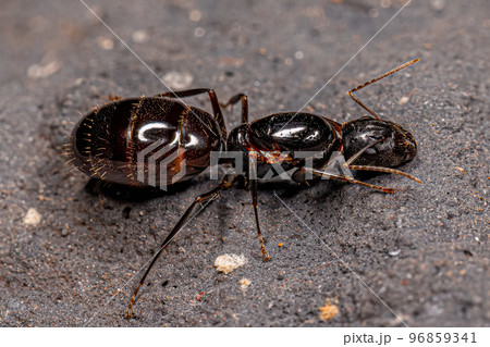Adult Female Carpenter Queen Ant 96859341